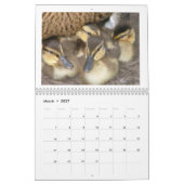 Baby Mallard Ducks Kalender (Mar 2027)