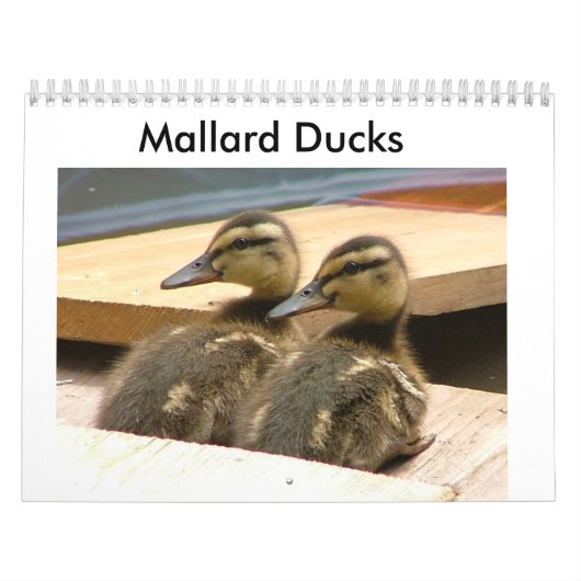 Baby Mallard Ducks Kalender (Hoes)