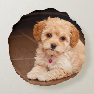 Baby Maltese-poedel mix of maltipoo puppy hond Rond Kussen