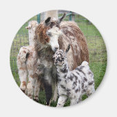 Baby & Mama Llama Kiss Magneet (Voorkant)