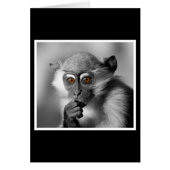 Baby Mangabey Monkey (Voorkant)