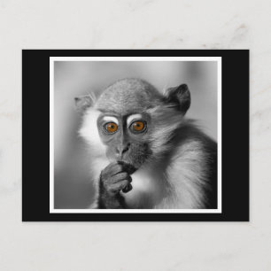 Baby Mangabey Monkey Briefkaart