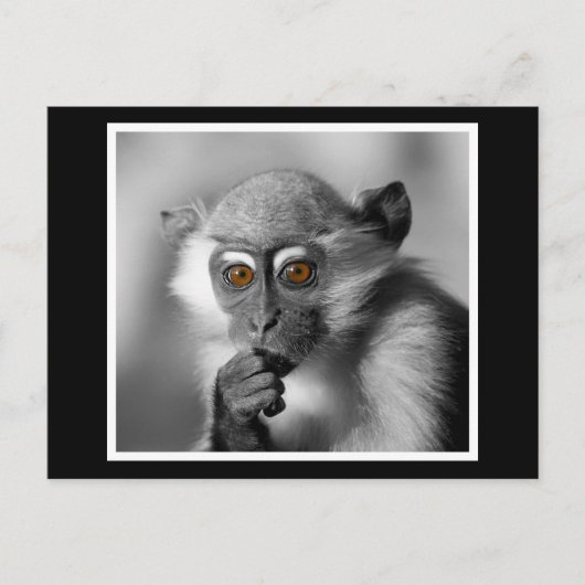 Baby Mangabey Monkey Briefkaart (Voorkant)