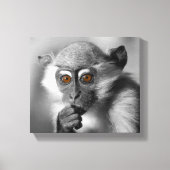 Baby Mangabey Monkey Canvas Afdruk (Voorkant)