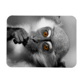 Baby Mangabey Monkey Magneet (Horizontaal)