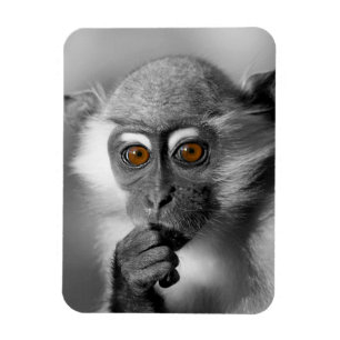 Baby Mangabey Monkey Magneet