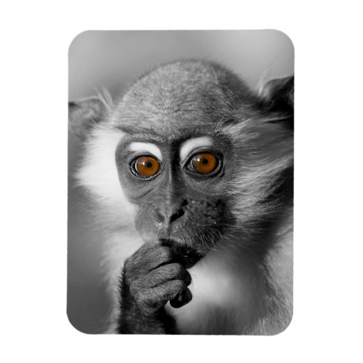 Baby Mangabey Monkey Magneet (Verticaal)