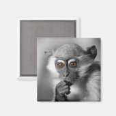 Baby Mangabey Monkey Magneet (Voorkant / Achterkant)