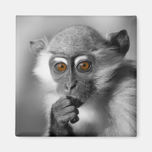 Baby Mangabey Monkey Magneet (Voorkant)