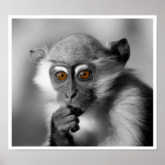 Baby Mangabey Monkey Poster (Voorkant)