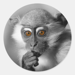 Baby Mangabey Monkey Ronde Sticker