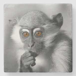 Baby Mangabey Monkey Stenen Onderzetter