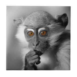 Baby Mangabey Monkey Tegeltje