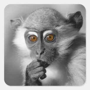 Baby Mangabey Monkey Vierkante Sticker