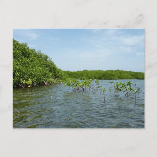 Baby Mangrove bomen in het Caribisch gebied Briefkaart (Voorkant)