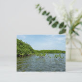 Baby Mangrove bomen in het Caribisch gebied Briefkaart (Staand voorkant)