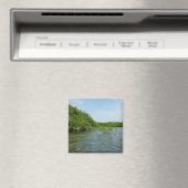 Baby Mangrove bomen in het Caribisch gebied Magneet (Insitu (Vaatwasser))