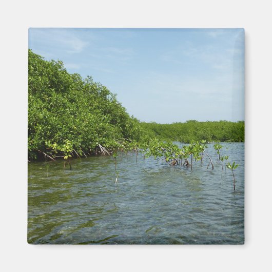 Baby Mangrove bomen in het Caribisch gebied Magneet (Voorkant)