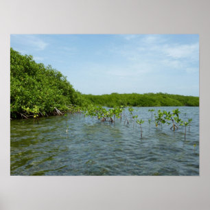 Baby Mangrove bomen in het Caribisch gebied Poster