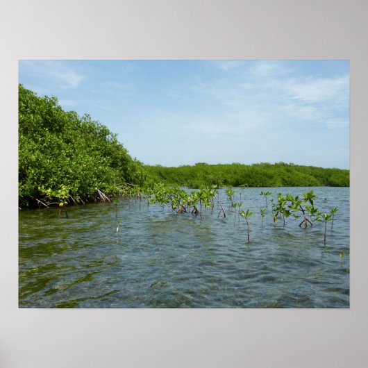 Baby Mangrove bomen in het Caribisch gebied Poster (Voorkant)