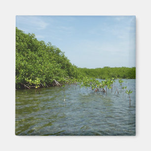 Baby Mangrove Trees Caribbean Natuur Magneet