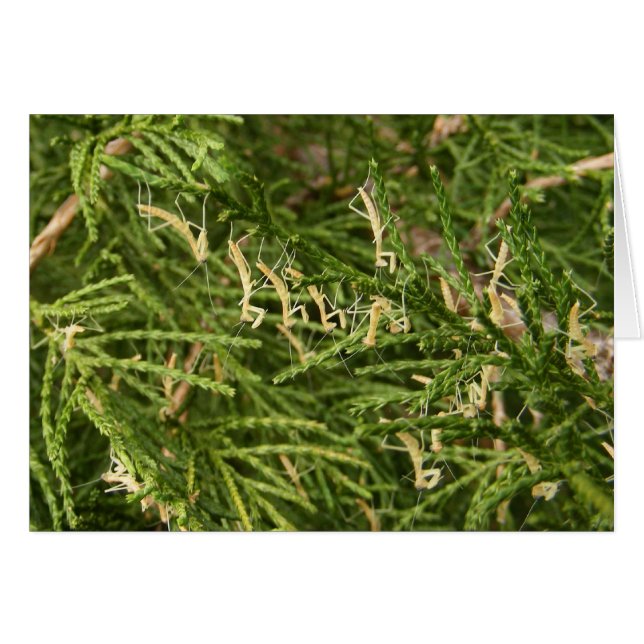 Baby Mantis ~-kaart (Voorkant Horizontaal)