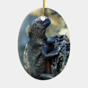 Baby marien iguana Galapagos Keramisch Ornament