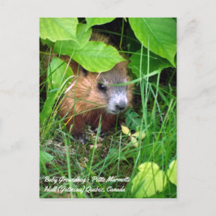 Baby Marmot Kleine Marmot Lente in Canada Briefkaart