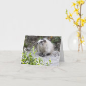 Baby Marmot, Nationaal Park Denali, Alaska Kaart (Gele Bloem)