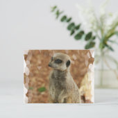 Baby Meerkat Briefkaart (Staand voorkant)