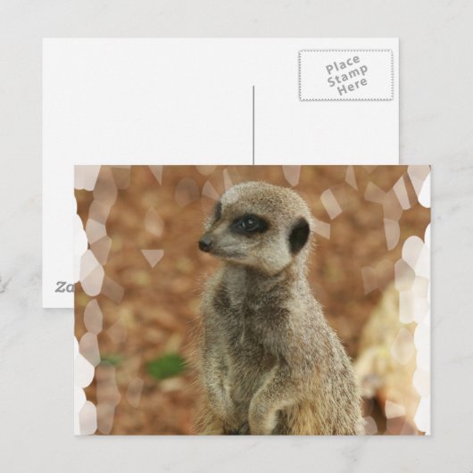 Baby Meerkat Briefkaart (Voorkant / Achterkant)
