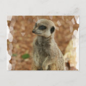 Baby Meerkat Briefkaart (Voorkant)