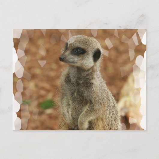 Baby Meerkat Briefkaart (Voorkant)