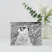 "Baby Meerkat" Briefkaart (Staand voorkant)
