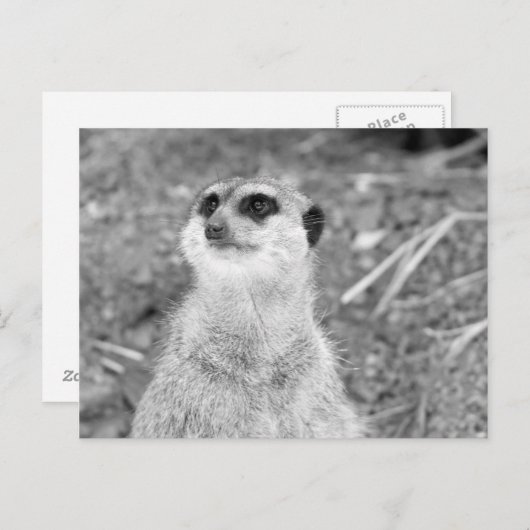 "Baby Meerkat" Briefkaart (Voorkant / Achterkant)