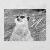 "Baby Meerkat" Briefkaart (Voorkant)