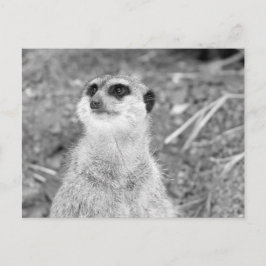 "Baby Meerkat" Briefkaart