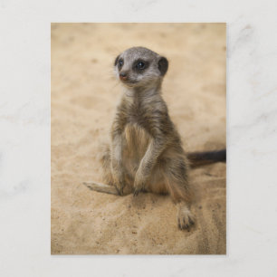 Baby Meerkat in de zand Briefkaart