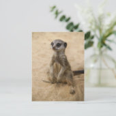 Baby Meerkat in de zand Briefkaart (Staand voorkant)