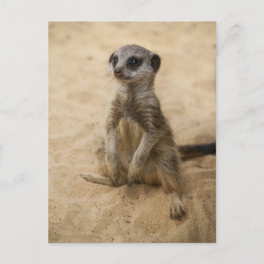 Baby Meerkat in de zand Briefkaart (Voorkant)