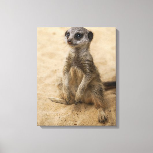 Baby Meerkat in de zand Canvas Afdruk (Voorkant)