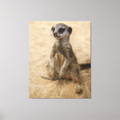Baby Meerkat in de zand Canvas Afdruk (Voorkant)