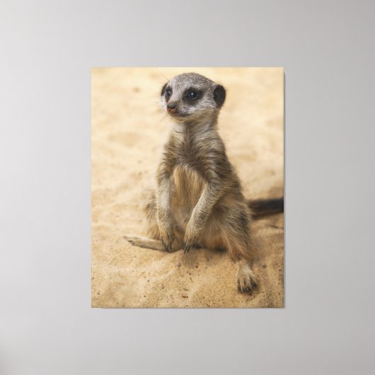 Baby Meerkat in de zand Canvas Afdruk (Voorkant)