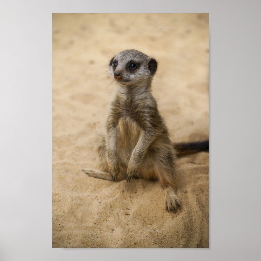 Baby Meerkat in de zand Poster (Voorkant)