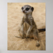 Baby Meerkat in het zand Poster (Voorkant)
