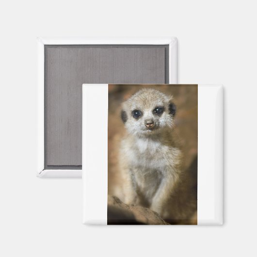 Baby Meerkat Magneet (Voorkant / Achterkant)