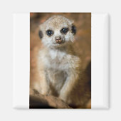 Baby Meerkat Magneet (Voorkant)
