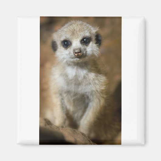 Baby Meerkat Magneet (Voorkant)