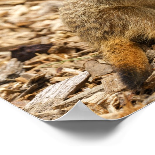 Baby Meerkat Poster (Hoek)