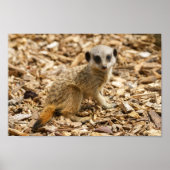 Baby Meerkat Poster (Voorkant)